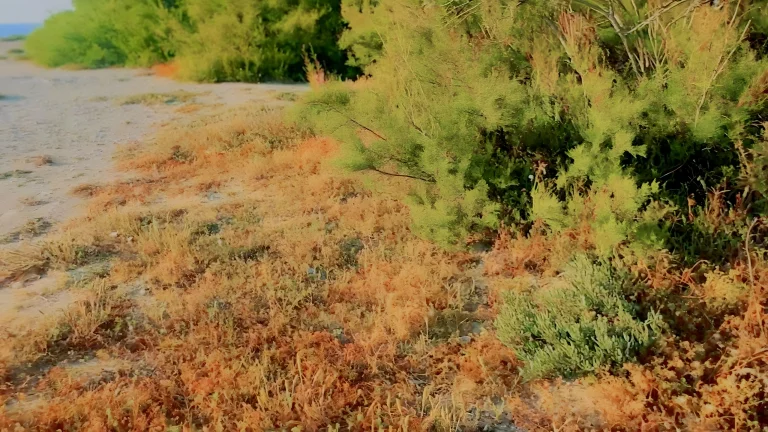 Couple Have Risky Public Sex On The Beach 
